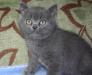 Британский котенок превью 906599.
