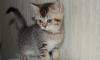 Британские котята превью 907368.