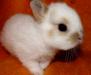 Продаются Кролики Карликовые Цветные. Крольчата с превью 900885.