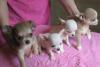 Чихуахуа щенков продаю превью 900919.