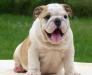 Английский бульдог щенки превью 909051.