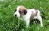 Отличные щенки - метисы русской пегой гончей превью 909135.