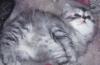 Превью Кошки и котики персидские.Чистокровные Санкт-Петербург - 4