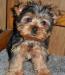 Йоркширские терьеры мини и супер-мини превью 909488.