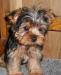 Йоркширские терьеры мини и супер-мини превью 909535.