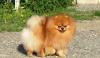Немецкий миниатюрный (померанский)шпиц- сука превью 909669.