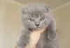 Скоттиш-фолд  мальчики превью 909734.