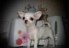 Бело-Кремовый  мальчик чихуаху г/ш превью 911791.