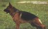Очаровательная подрощенная девочка нем. овчарки превью 911990.