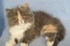 Котенок перс превью 912421.