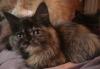Персид котята рыжий с белым,черный,черепаш4,5 превью 912581.