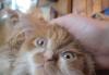 Превью Персид котята рыжий с белым,черный,черепаш4,5 Санкт-Петербург - 1