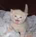 Продам котёнка превью 913238.