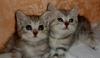 Котята британцев превью 913707.