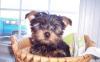 Йоркширский терьер красивые яркие щенки превью 914351.