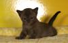 Бурманские соболиные котята (бурма) превью 914600.