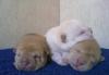 Щенки шар-пея превью 914714.