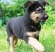 Метисы овчарки,2,5 мес, сильные, красивые,умные превью 914833.