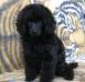 Щенок той - пуделя, девочка, окрас черный превью 914919.