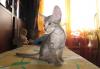 Котенок сфинкс(петерболд) превью 915274.