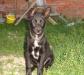 В добрые руки щенки- метисы овчарки и колли превью 916822.