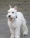 Щенок цвергшнауцера- белоснежный мальчик превью 917225.