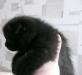 Превью Шотландский вислоухий котенок девочка уголек Москва - 1