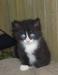 Котят отдам в добрые руки превью 917399.