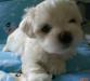 Щенок мальтезе (мальтийская болонка) превью 917461.