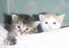 Котята в добрые руки превью 917654.