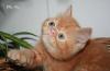 Экзотический плюшевый котик превью 918128.