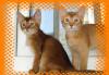 Абиссинские котята - соррель, дикий превью 918723.