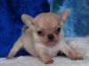 Превью Щенки чихуахуа г/ш мальчики Шоу класс Москва - 2
