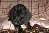 Продаю щенка превью 920141.