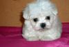 Чистокровные щенки мальтезе РКФ превью 921444.
