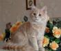Превью Котенок сибирский, редкий окрас - для Вас видео Москва - 1
