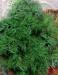 Свежая зелень (укроп Аллигатор, петрушка листовая) превью 921952.
