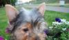 Щенок йоркширского терьера превью 922044.