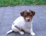 Продаю щенка-девочку Джек Рассел из Бельгии превью 922485.