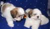 Ши-тцу щенки превью 922551.