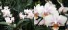 Превью Phalaenopsis Miva Charlene Delicatesse Москва - 1