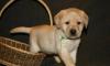 Лабрадора палевые щенки превью 923003.