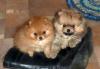 Шикарные щенки померанского шпица от 2 мес превью 923267.