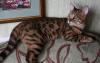 Бенгальские котята превью 923554.