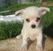 Чихуахуа бело-кремовая превью 923572.