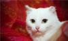 Отдам в добрые руки белоснежного кота превью 923721.