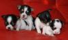 Чихуахуа, щенки большой выбор (30 щенков) превью 920417.
