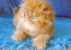 Персидские котята белого и красного окраса превью 924162.