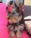 Мальчик йорк ищет хозяев 3-мес превью 924330.