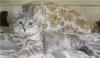 В дар красивые полосатые котята-девочки превью 924452.